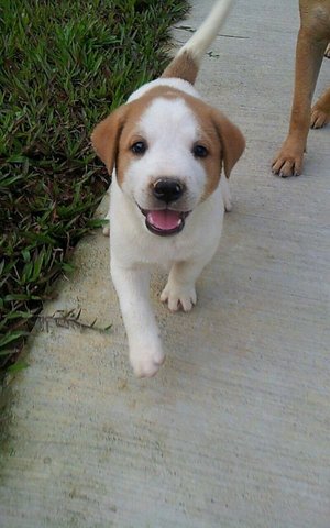 Marley - Pit Bull Terrier Mix Dog