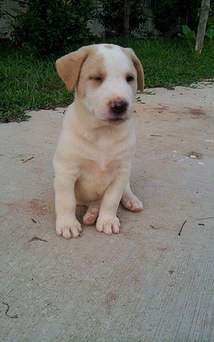 Barley - Pit Bull Terrier Mix Dog