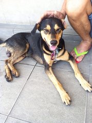 Rocky - Mixed Breed Dog