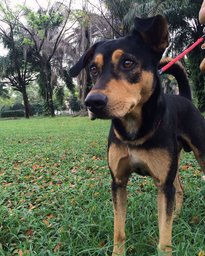 Rocky - Mixed Breed Dog