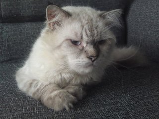 Berr - Maine Coon + Persian Cat