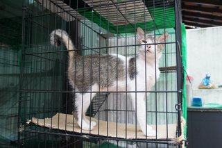 Kakak - Domestic Short Hair Cat