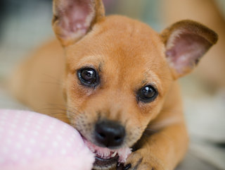 Unnamed - Mixed Breed Dog