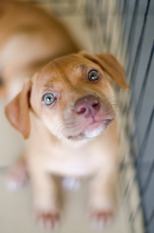 Unnamed - Mixed Breed Dog