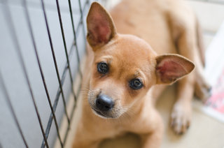 Unnamed - Mixed Breed Dog