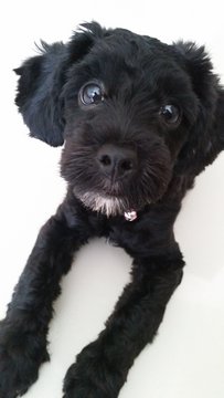 Adorable Toy Poodle - Poodle Dog