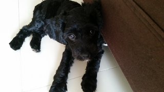 Adorable Toy Poodle - Poodle Dog