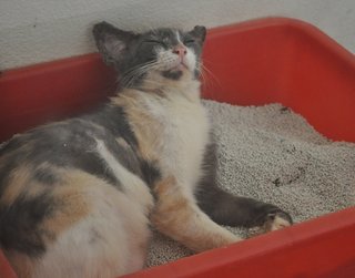 First night of rescue. Getting her first good sleep in her litter box. :)