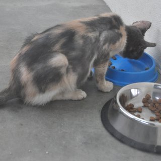 Extremely hungry too. She was underweight and had fur loss/crusty ears.