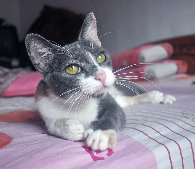 ❀ Cherie Blossom ❀ - Russian Blue + Calico Cat