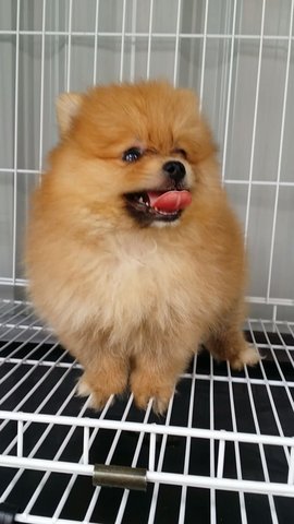 Furryball Male Pomeranian Pup A1020 - Pomeranian Dog