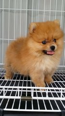 Furryball Male Pomeranian Pup A1020 - Pomeranian Dog