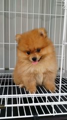 Furryball Male Pomeranian Pup A1020 - Pomeranian Dog