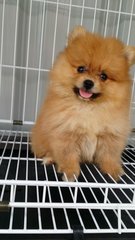 Furryball Male Pomeranian Pup A1020 - Pomeranian Dog