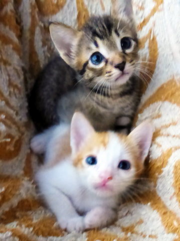 Caramel &amp; Muffin - Domestic Short Hair Cat