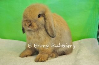 Holland Lop - Tort  2 - Holland Lop Rabbit