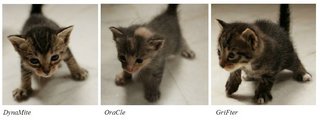 Dynamite, Oracle &amp; Grifter - Domestic Short Hair Cat