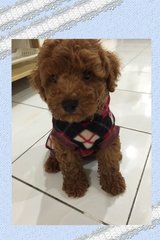 Toy Poodle  - Poodle Dog