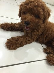 Toy Poodle  - Poodle Dog