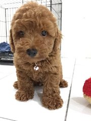 Toy Poodle  - Poodle Dog