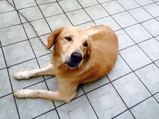 PF64074 - Golden Retriever Dog