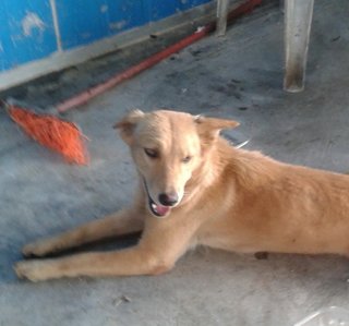 Gentle - Golden Retriever Mix Dog