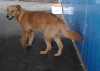 Gentle - Golden Retriever Mix Dog