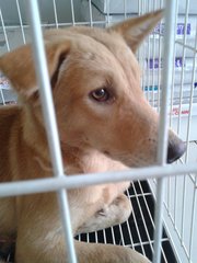 Gentle - Golden Retriever Mix Dog