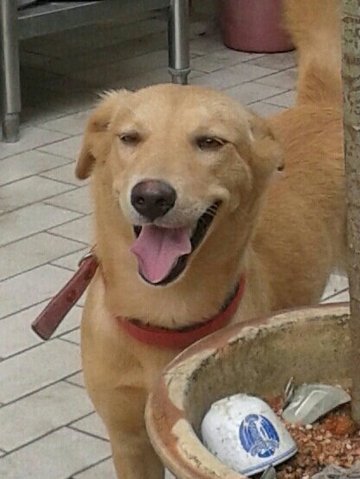 Gentle - Golden Retriever Mix Dog