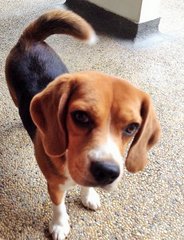 PF64085 - Beagle Dog