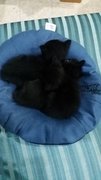 Black Kittens - British Shorthair + Domestic Medium Hair Cat