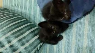 Black Kittens - British Shorthair + Domestic Medium Hair Cat