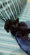 Black Kittens - British Shorthair + Domestic Medium Hair Cat