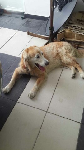 Found Dog - Golden Retriever Mix Dog