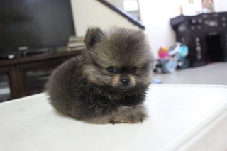 Mka Sable Mini Pomeranian - Pomeranian Dog