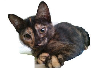 Bbchendol - Tortoiseshell Cat