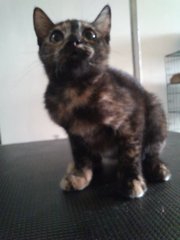 Bbchendol - Tortoiseshell Cat