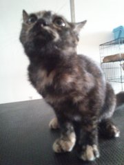 Bbchendol - Tortoiseshell Cat