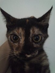 Bbchendol - Tortoiseshell Cat