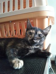 Bbchendol - Tortoiseshell Cat