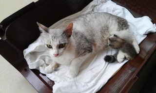 Pinko In Penang Island - Domestic Short Hair Cat