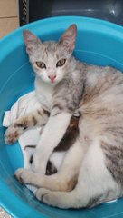 Pinko In Penang Island - Domestic Short Hair Cat