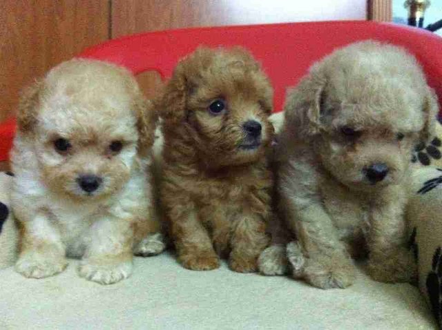 Three Colors Toy Poodle For Sale! - Poodle Dog