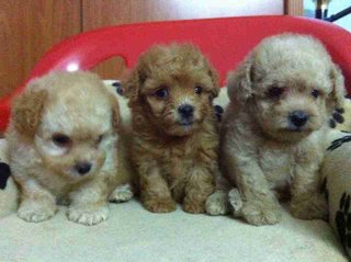 Three Colors Toy Poodle For Sale! - Poodle Dog