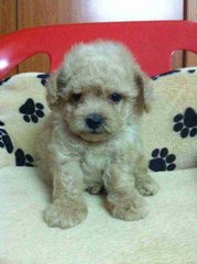 Three Colors Toy Poodle For Sale! - Poodle Dog