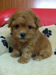 Three Colors Toy Poodle For Sale! - Poodle Dog