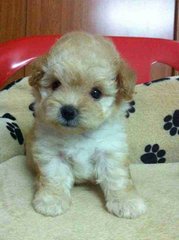 Three Colors Toy Poodle For Sale! - Poodle Dog