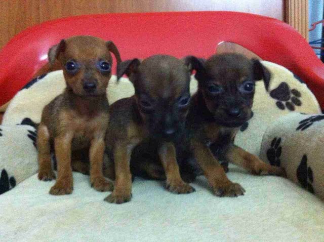 Brown Jack Russell  - Jack Russell Terrier Dog