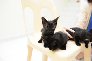 Kittens For Adoption - Domestic Medium Hair Cat