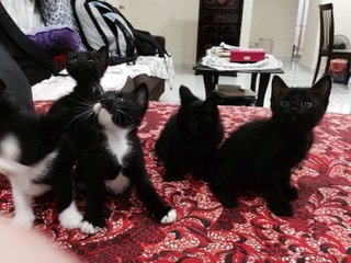 Kittens For Adoption - Domestic Medium Hair Cat